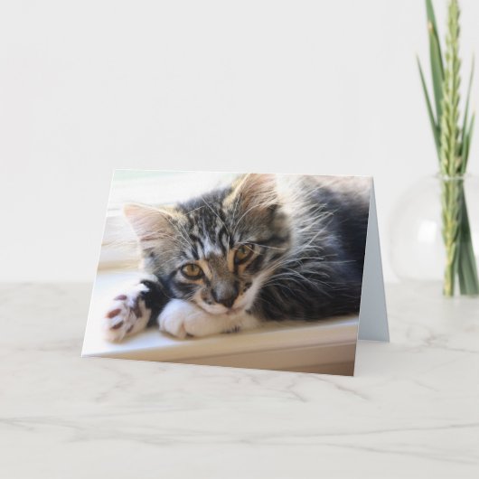 Zorro By The Window Anniversary Card カード (正面)