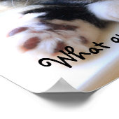 Zorro Kitten By The Window Poster ポスター (角)