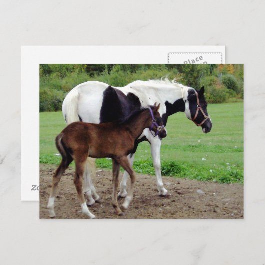 zura3 ポストカード (正面/裏面)