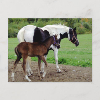 zura3 ポストカード