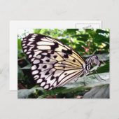 Zutterflyはがき ポストカード (正面/裏面)