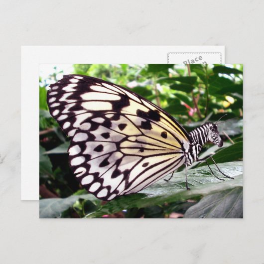 Zutterflyはがき ポストカード (正面/裏面)