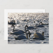 Zwanen in een groep op het water met glinsterend z ポストカード (正面/裏面)