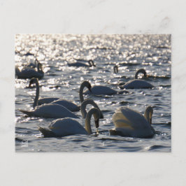 Zwanen in een groep op het water met glinsterend z ポストカード