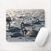 Zwanen in een groep op het water met glinsterend z マウスパッド (マウス)