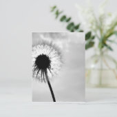 Zwart wit Pardebloem Black and White Dandelion ポストカード (スタンド正面)