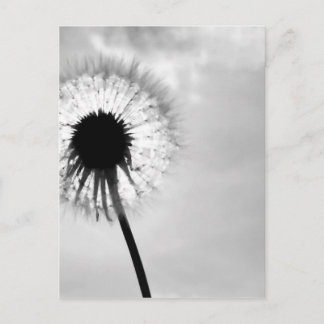 Zwart wit Pardebloem Black and White Dandelion ポストカード