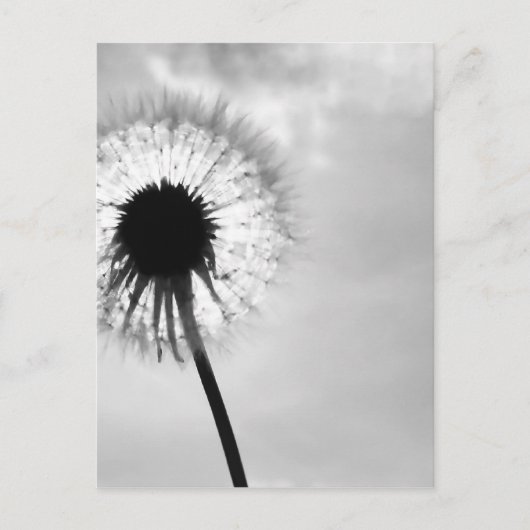 Zwart wit Pardebloem Black and White Dandelion ポストカード (正面)