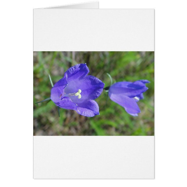 Zwei blaue Glockenblumen (正面)