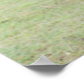 zwei Haflinger ポスター (角)