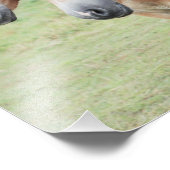 zwei Haflinger Pferde フォトプリント (角)