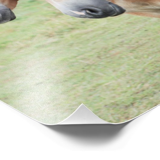 zwei Haflinger Pferde フォトプリント (角)