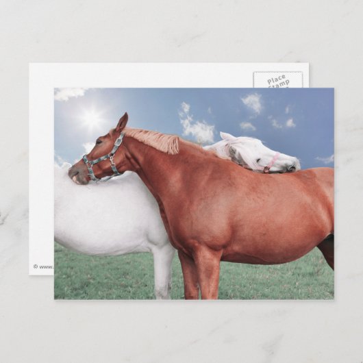 zwei verliebte Pferde ポストカード (正面/裏面)