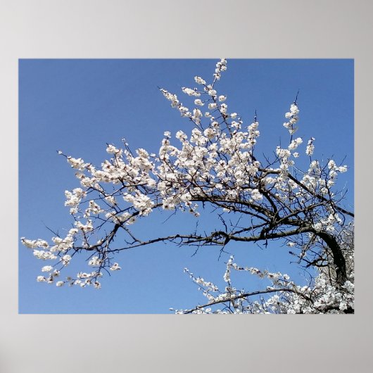 Zweig der Kirschblüte ポスター (正面)