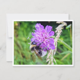 Zwischen Blüte & Brummen – Natur im Kleinformat ポストカード