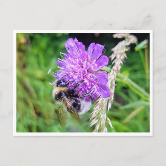 Zwischen Blüte & Brummen – Natur im Kleinformat ポストカード (正面)