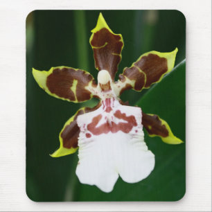 Zygopetalumの蘭 マウスパッド