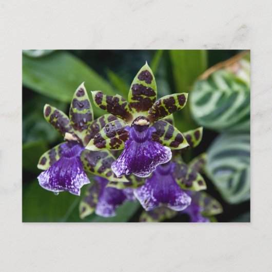 Zygopetalum Orchidはがき ポストカード (正面)