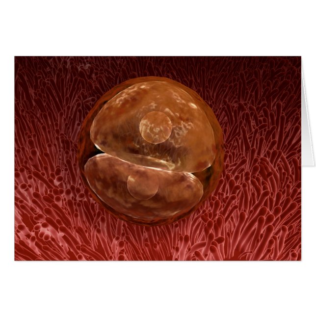 Zygote開発： 24～36時間 (正面横)