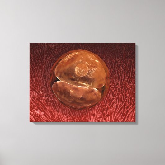 Zygote開発： 24～36時間 キャンバスプリント (正面)