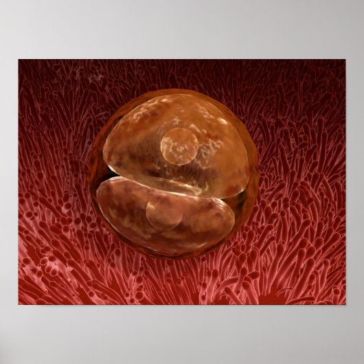 Zygote開発: 24~36時間 ポスター (正面)