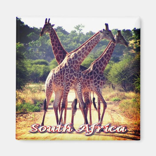 zZA011 SOUTH AFRICA, Giraffes,冷蔵庫 マグネット (正面)