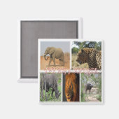 zZA027 SOUTH AFRICA, THE BIG 5 in KRUGER NP冷蔵庫 マグネット (正面/裏面)