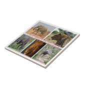 zZA027 SOUTH AFRICA, THE BIG 5 in KRUGER NP タイル (側面)