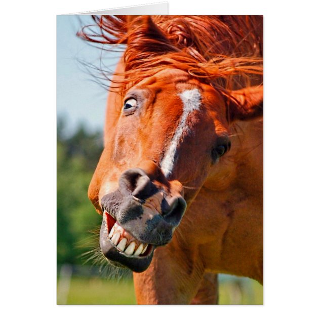 笑い馬 おもしろいな馬の笑う写真 | Zazzle.co.jp