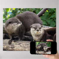 かわいいカワウソ二人 | Otter ポスター