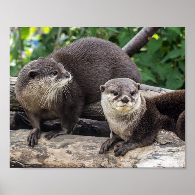 かわいいカワウソ二人 | Otter ポスター | Zazzle.co.jp