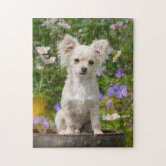 かわいい長い髪のクリーム色のチワワ犬の子犬-ゲーム ジグソーパズル | Zazzle.co.jp