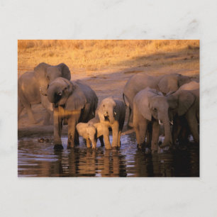 本当に信頼出来る商品 ケニアポストカード| JP Zazzle 絵画