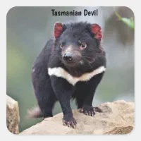 オーストラリアのタスマニアデビル スクエアシール | Zazzle.co.jp