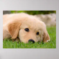 ゴールデンレトリバーかわいい子犬の夢、ペットの写真 ポスター