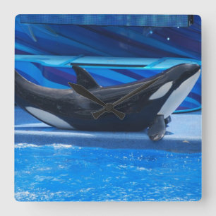 シャチ壁時計 | Zazzle JP