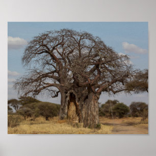 バオバブウォールアート&デコレーション | Zazzle JP
