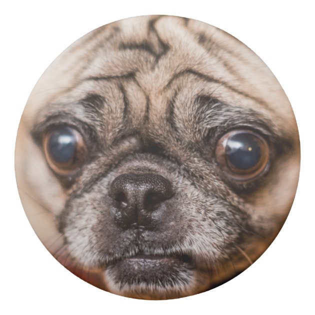 パグ犬 消しゴム | Zazzle.co.jp