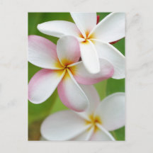 プルメリアポストカード| Zazzle JP プルメリアポストカード| Zazzle JP