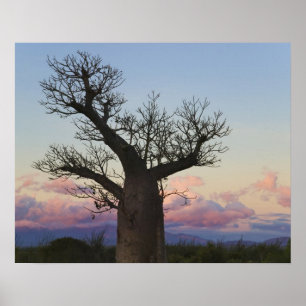 バオバブウォールアート&デコレーション | Zazzle JP