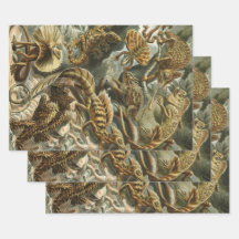【新品】Ernst Haeckel / Taschen エルンスト・ヘッケル Amazon.co.jp: 洋書 The Art and Science of Ernst Haeckel