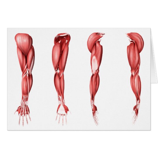 の 筋肉 腕 腕の筋肉のけいれんの原因は何ですか？