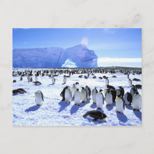 南極 南極 南極 南極 南極 大陸 大陸 大陸 大陸 大陸ポストカード