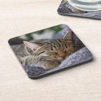 最も可愛い赤ん坊の動物 |虎猫子猫スリープ コースター | Zazzle.co.jp