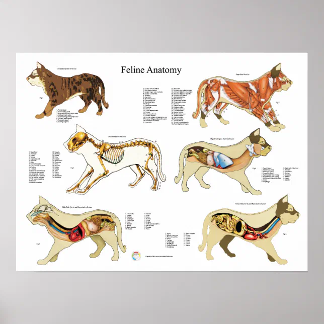 Anatomy of the Cat ほか猫解剖学関連書籍 4点セット 洋書