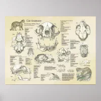 Anatomy of the Cat ほか猫解剖学関連書籍　４点セット Amazon.co.jp: 猫獣医解剖学ポケットチャート、解剖学・獣医
