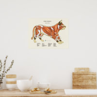 猫筋解剖学獣医図 ポスター | Zazzle.co.jp