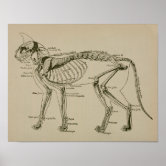 猫骨格解剖図ポスター ポスター | Zazzle.co.jp