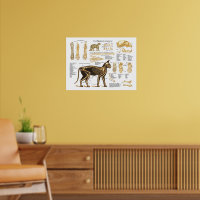 猫骨格解剖図ポスター ポスター | Zazzle.co.jp