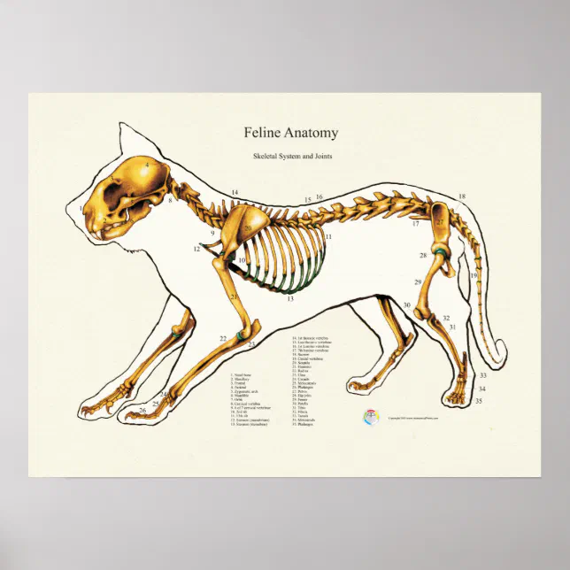 猫骨格関節解剖学的獣医図 ポスター | Zazzle.co.jp